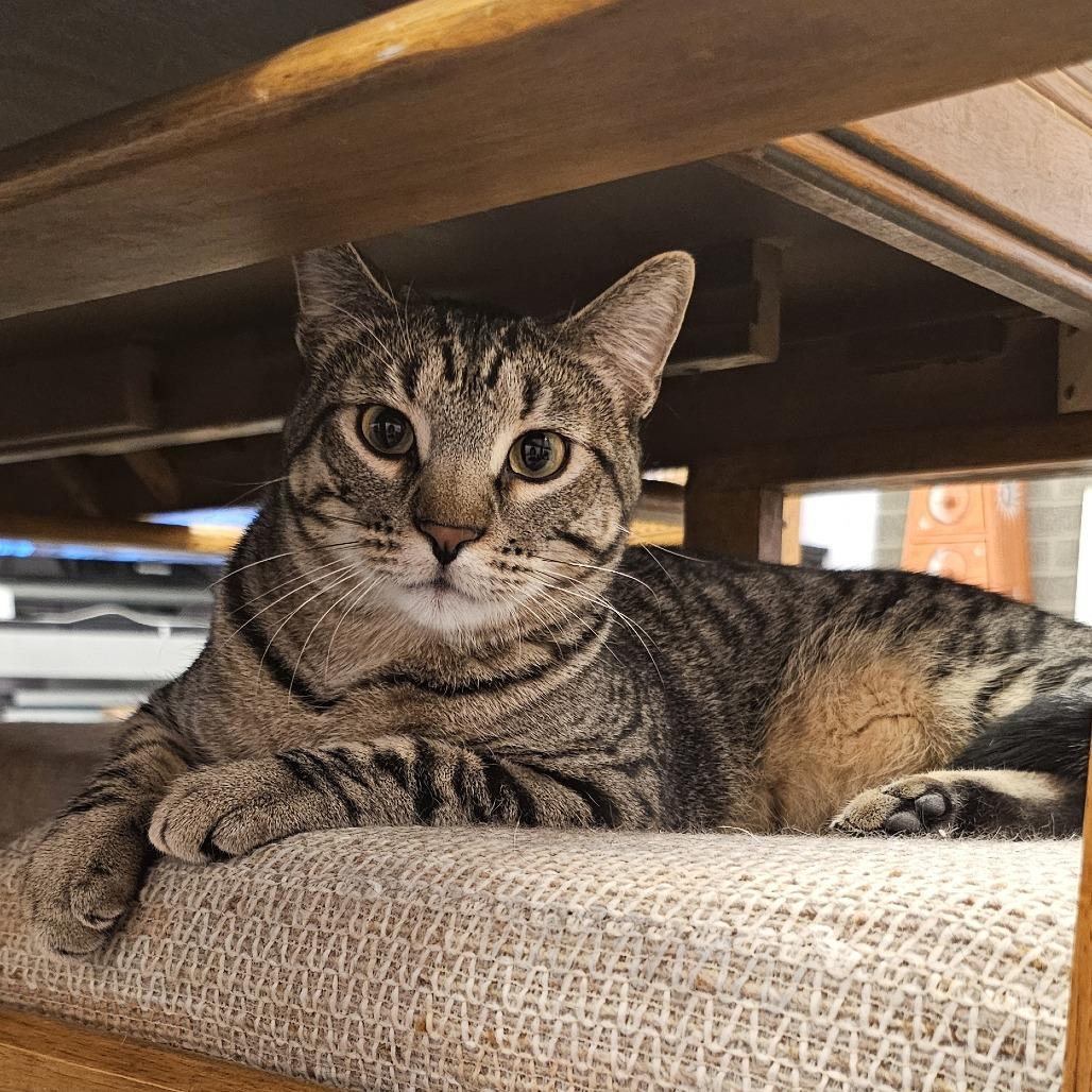 Croissant, a Adoptable Domestic Short Hair in FAIRWAY, KS image 5/6