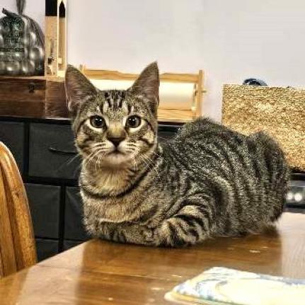 Croissant, a Adoptable Domestic Short Hair in FAIRWAY, KS image 6/6