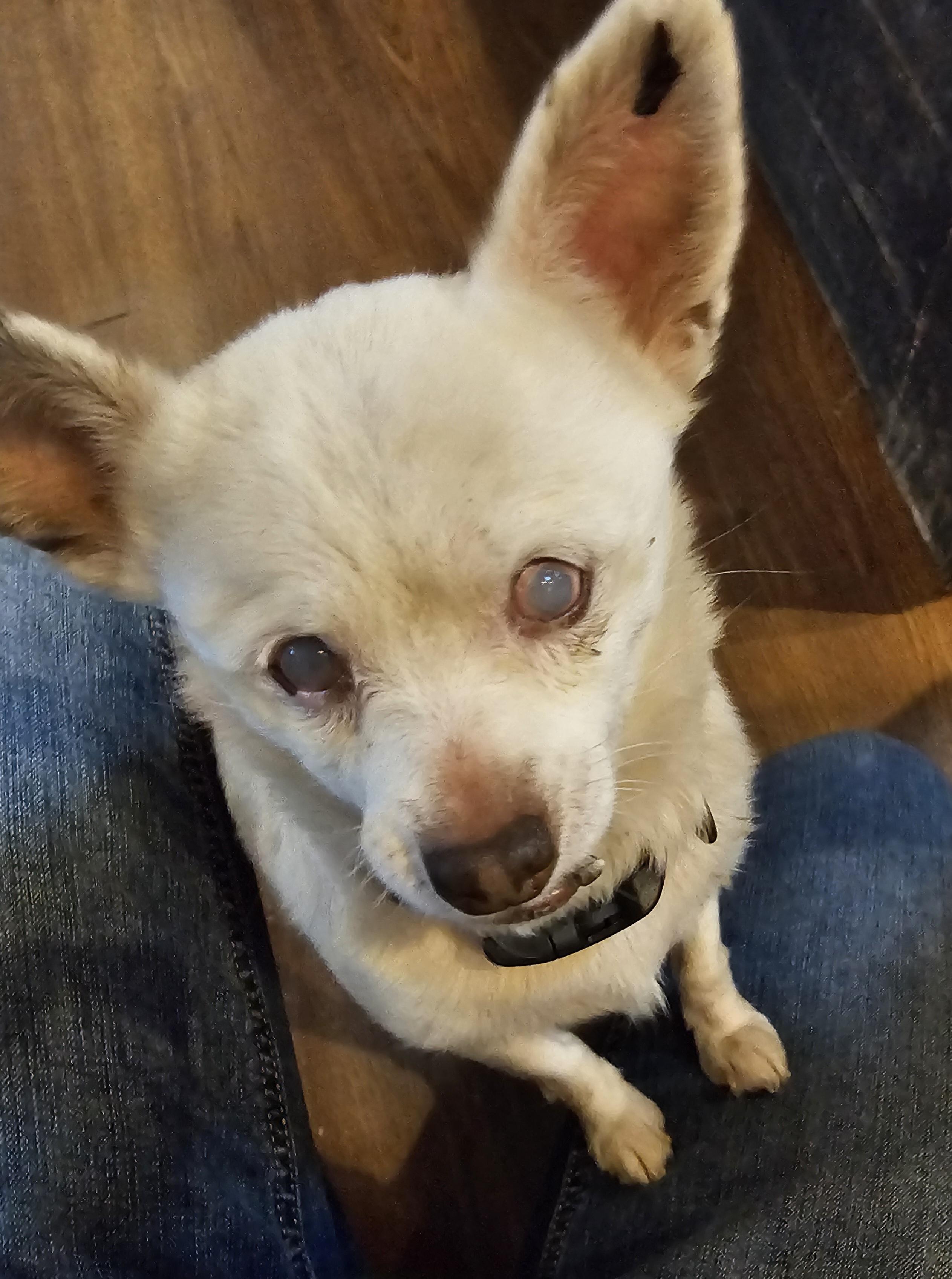 Nugget, a Adoptable Chihuahua in Weatherford, TX image 1/4