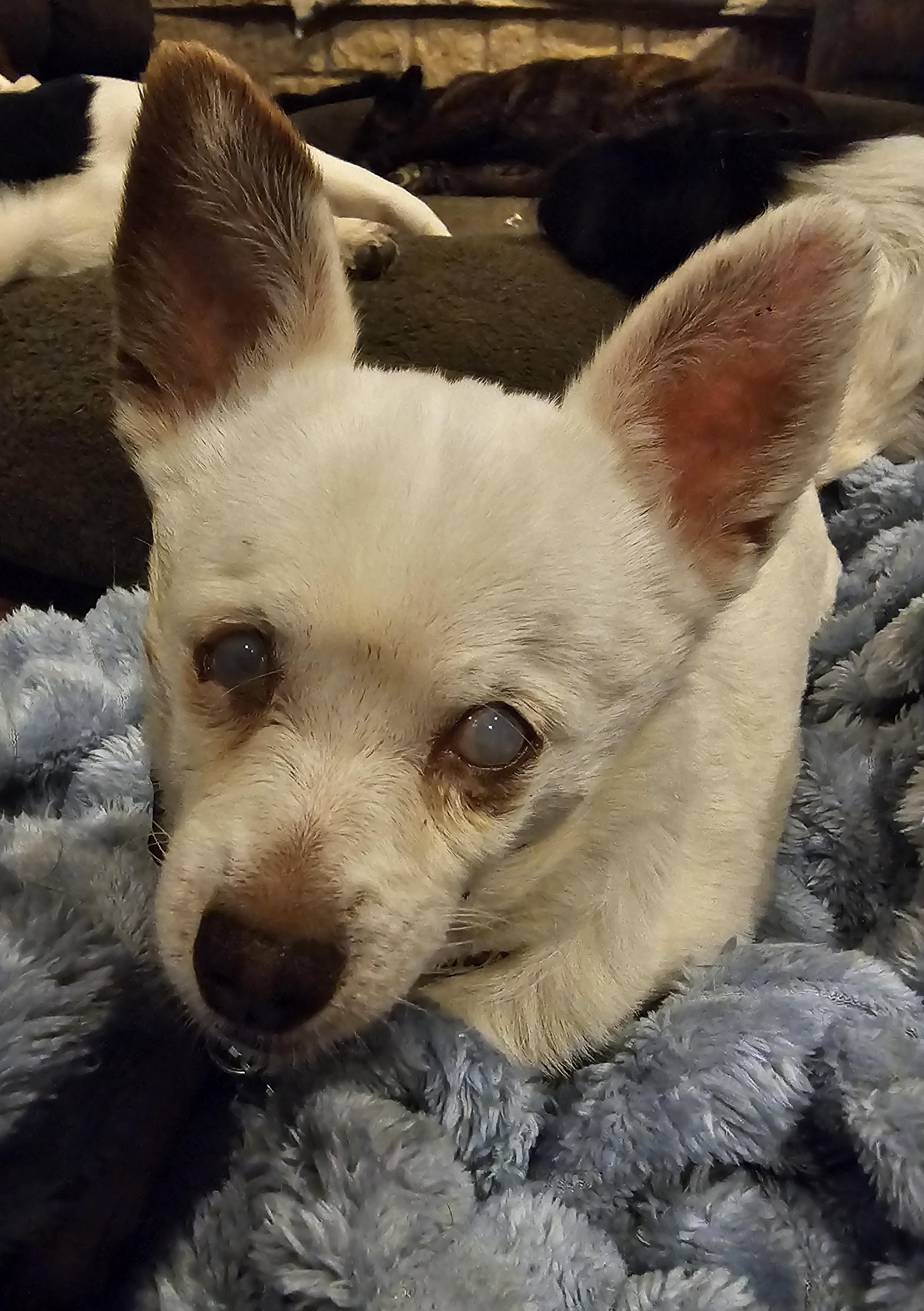 Nugget, a Adoptable Chihuahua in Weatherford, TX image 2/4