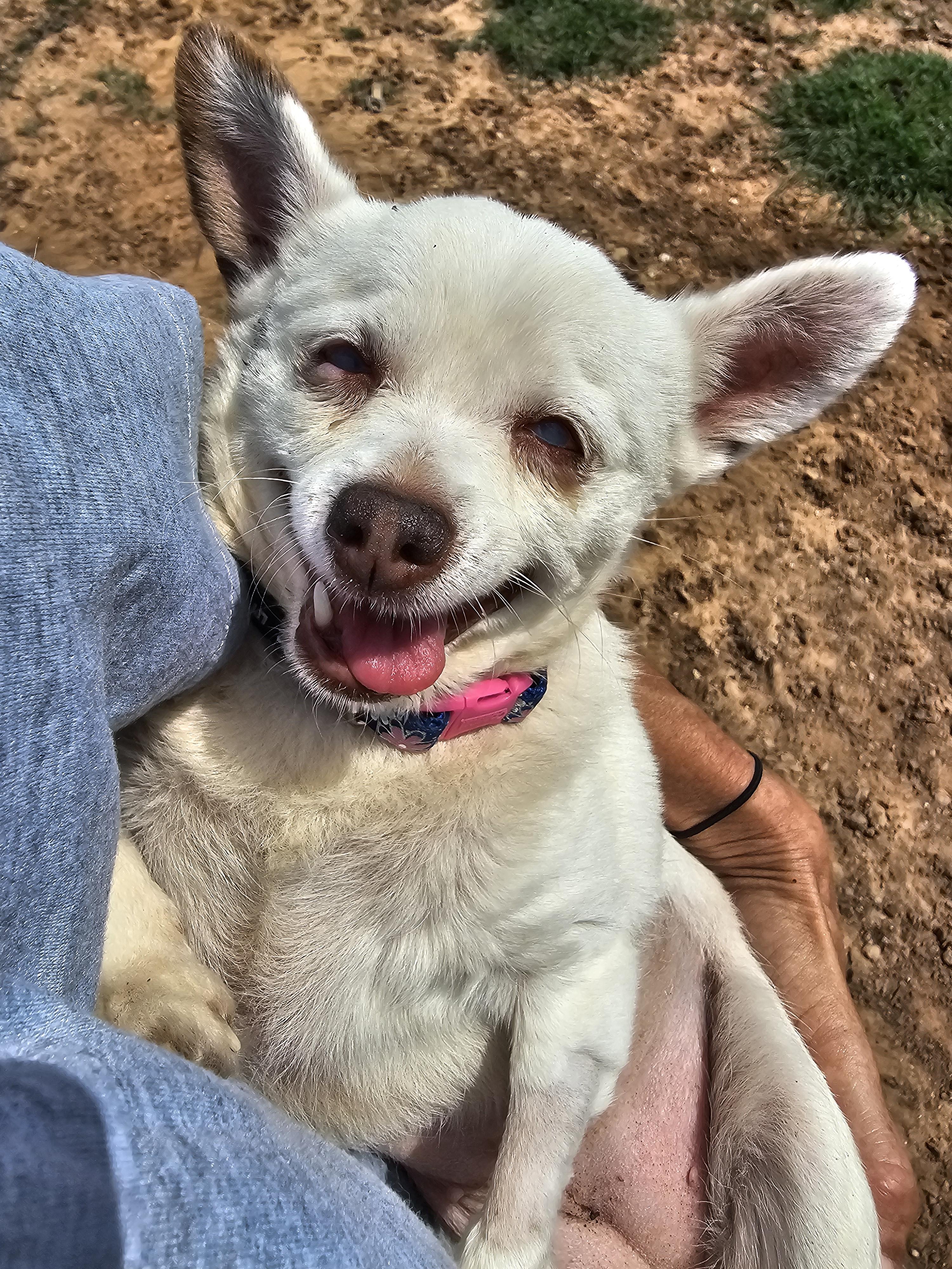 Nugget, a Adoptable Chihuahua in Weatherford, TX image 3/4