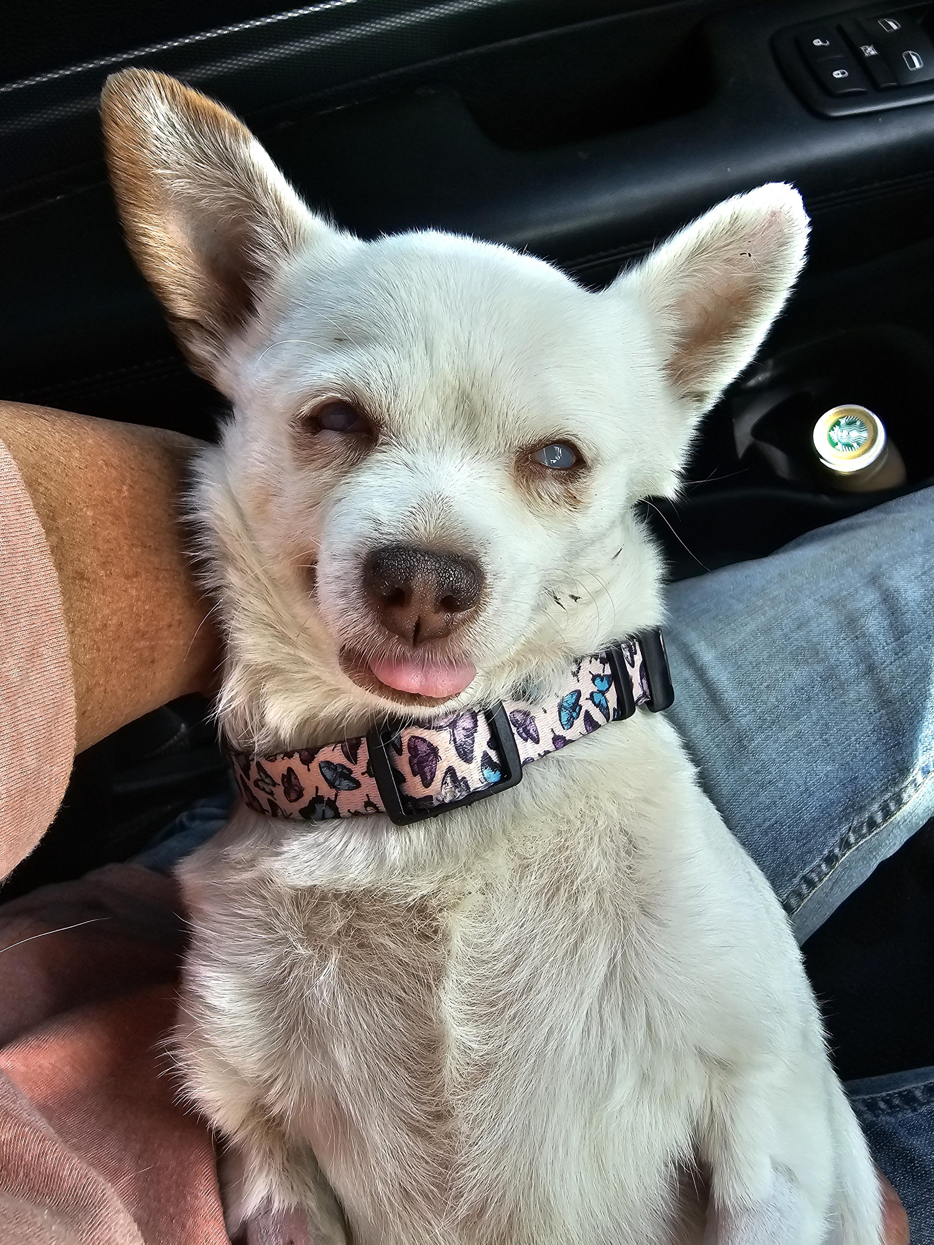 Nugget, a Adoptable Chihuahua in Weatherford, TX image 4/4