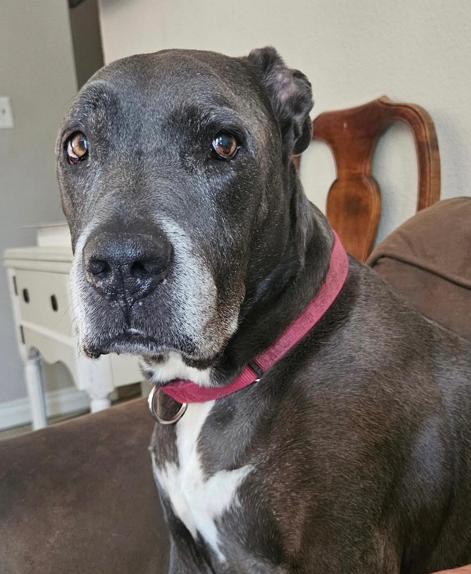 Enlarge Pop, a ADOPTABLE mixed breed in Las Vegas, NV image 1/4