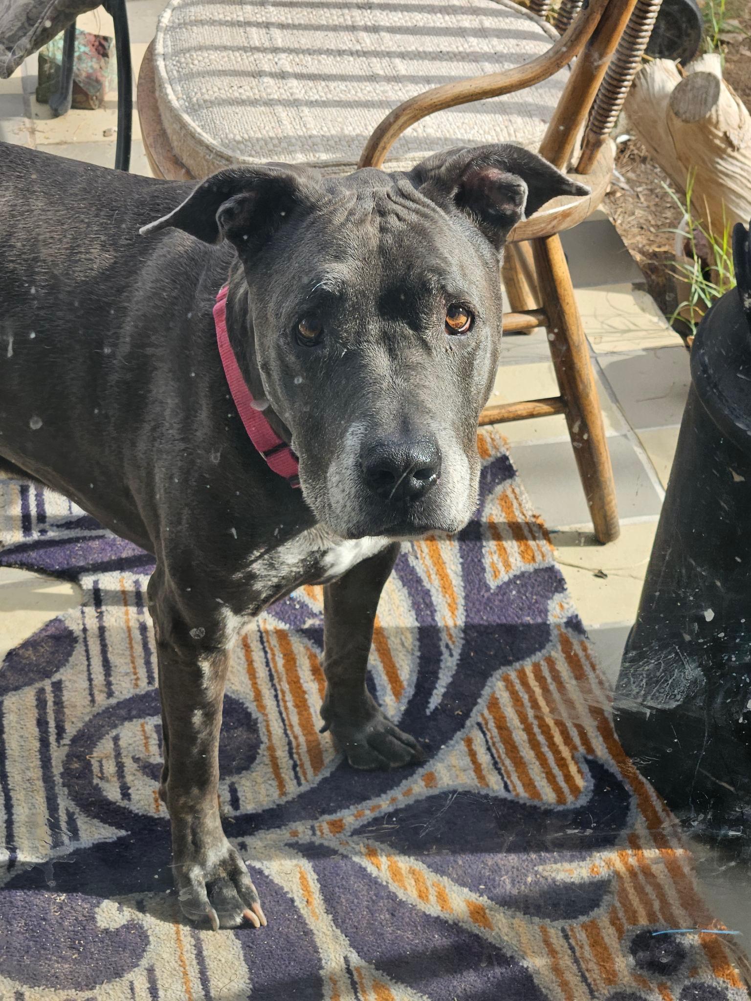 Enlarge Pop, a ADOPTABLE mixed breed in Las Vegas, NV image 2/4