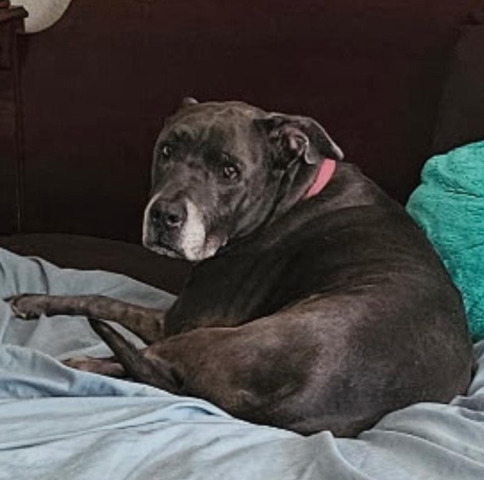 Enlarge Pop, a ADOPTABLE mixed breed in Las Vegas, NV image 3/4