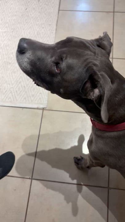 Enlarge Pop, a ADOPTABLE mixed breed in Las Vegas, NV video 4/4