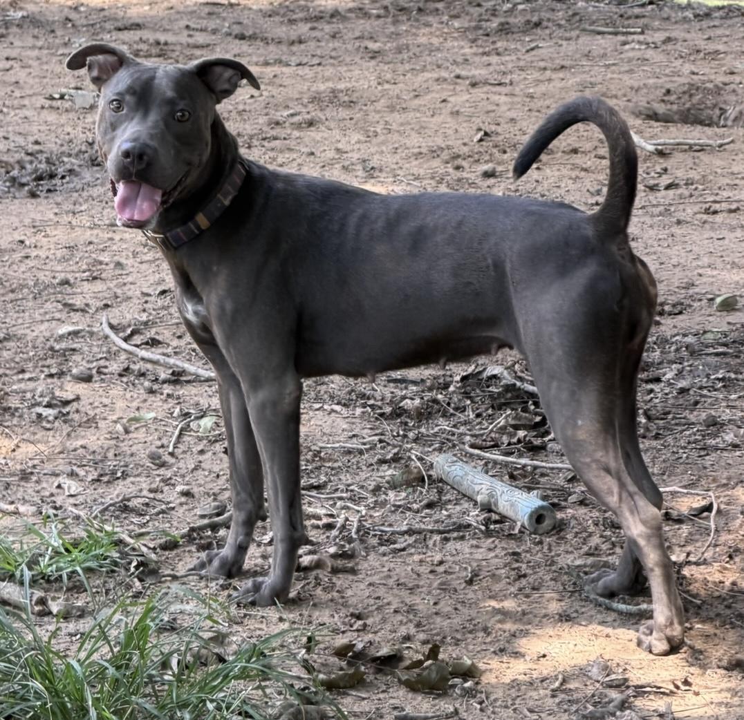 Enlarge Vesta, a Adoptable mixed breed in Calera, AL image 4/6