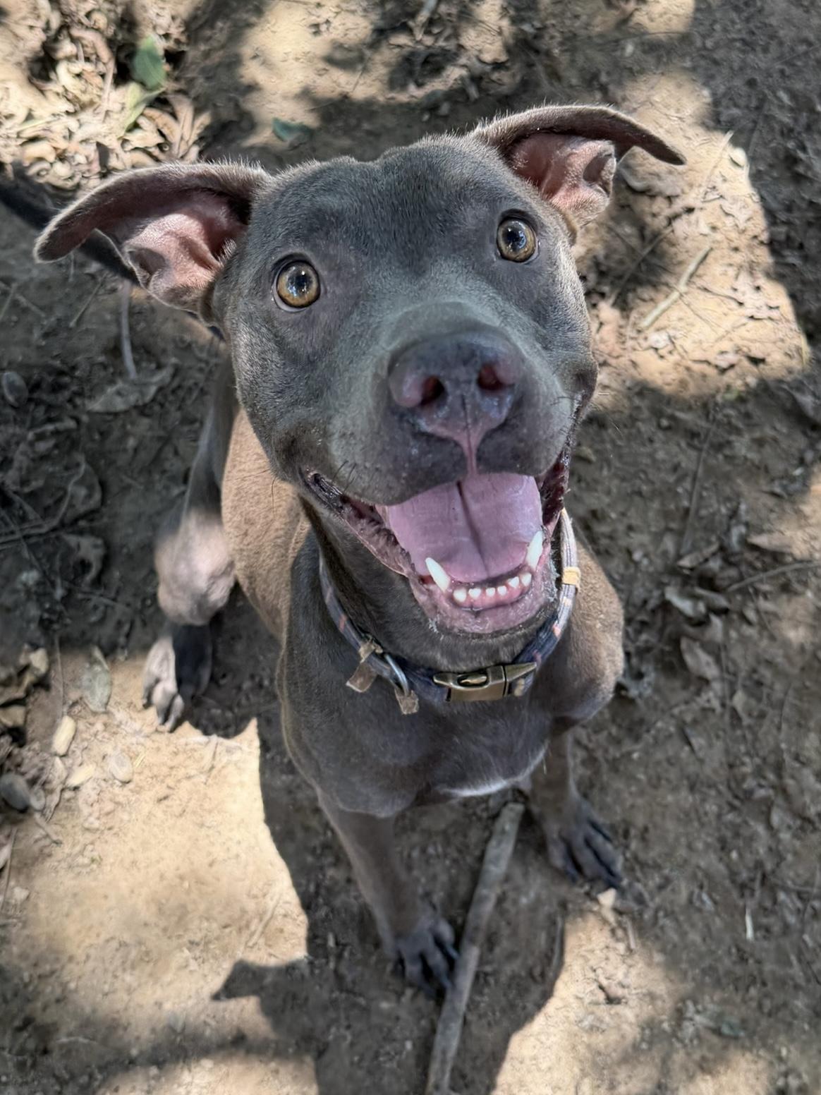 Vesta, Adoptable, Young Female Boxer & Terrier.