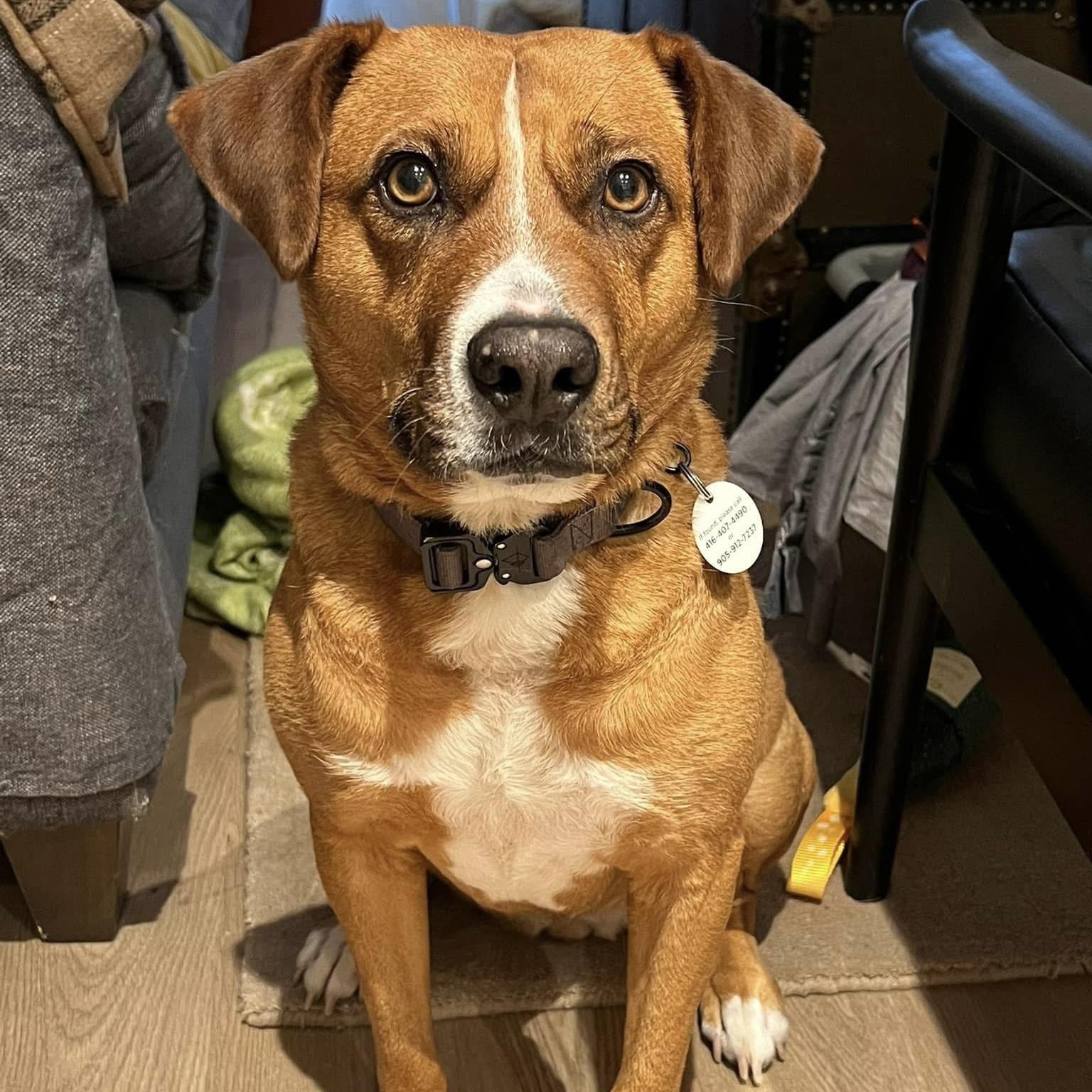 Felice, a ADOPTABLE mixed breed in Mississauga, ON image 4/6