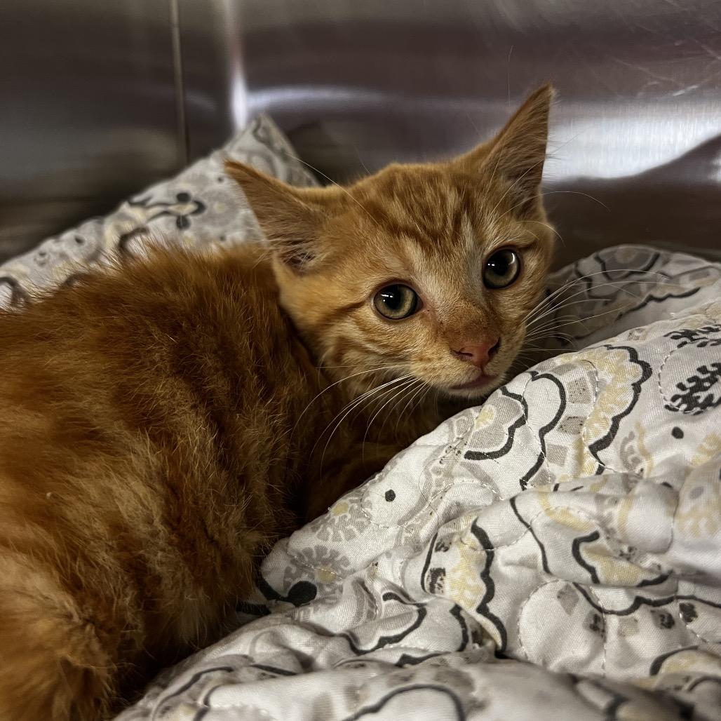 Pete, Adoptable, Kitten Male Domestic Short Hair.
