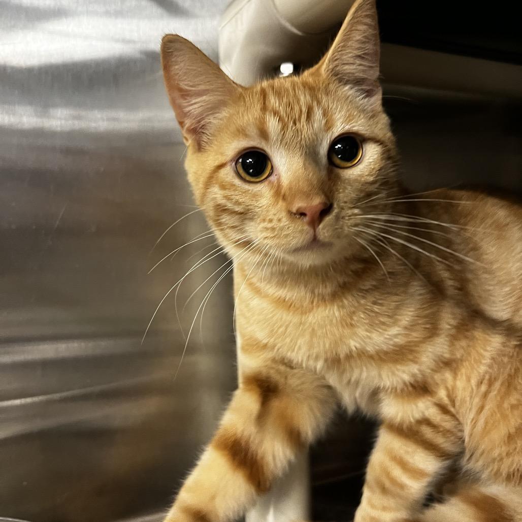 Enlarge Pete, a Adoptable Domestic Short Hair in Harrisville, WV image 2/2