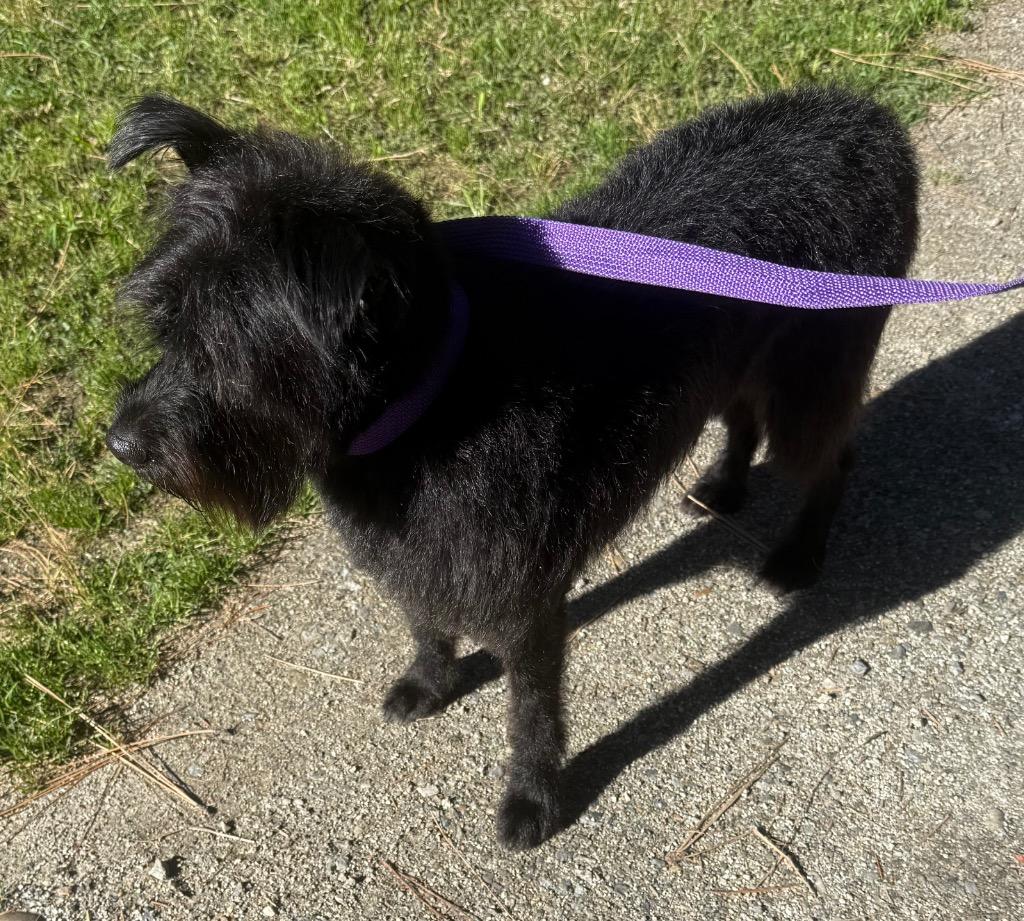Mona, Adoptable, Young Female Poodle & Cairn Terrier.