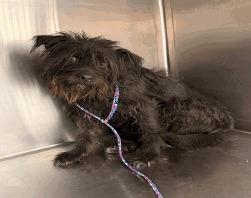 Enlarge Mona, a Adoptable mixed breed in Thompson Falls, MT image 2/3