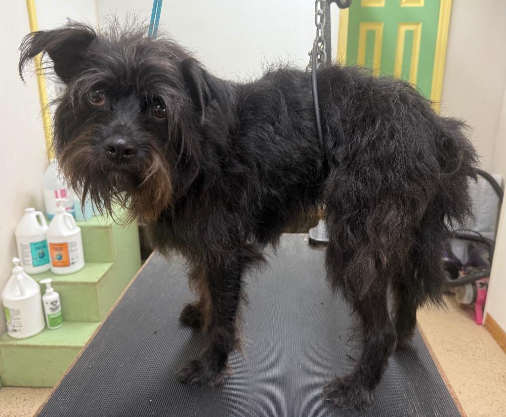 Enlarge Mona, a Adoptable mixed breed in Thompson Falls, MT image 3/3