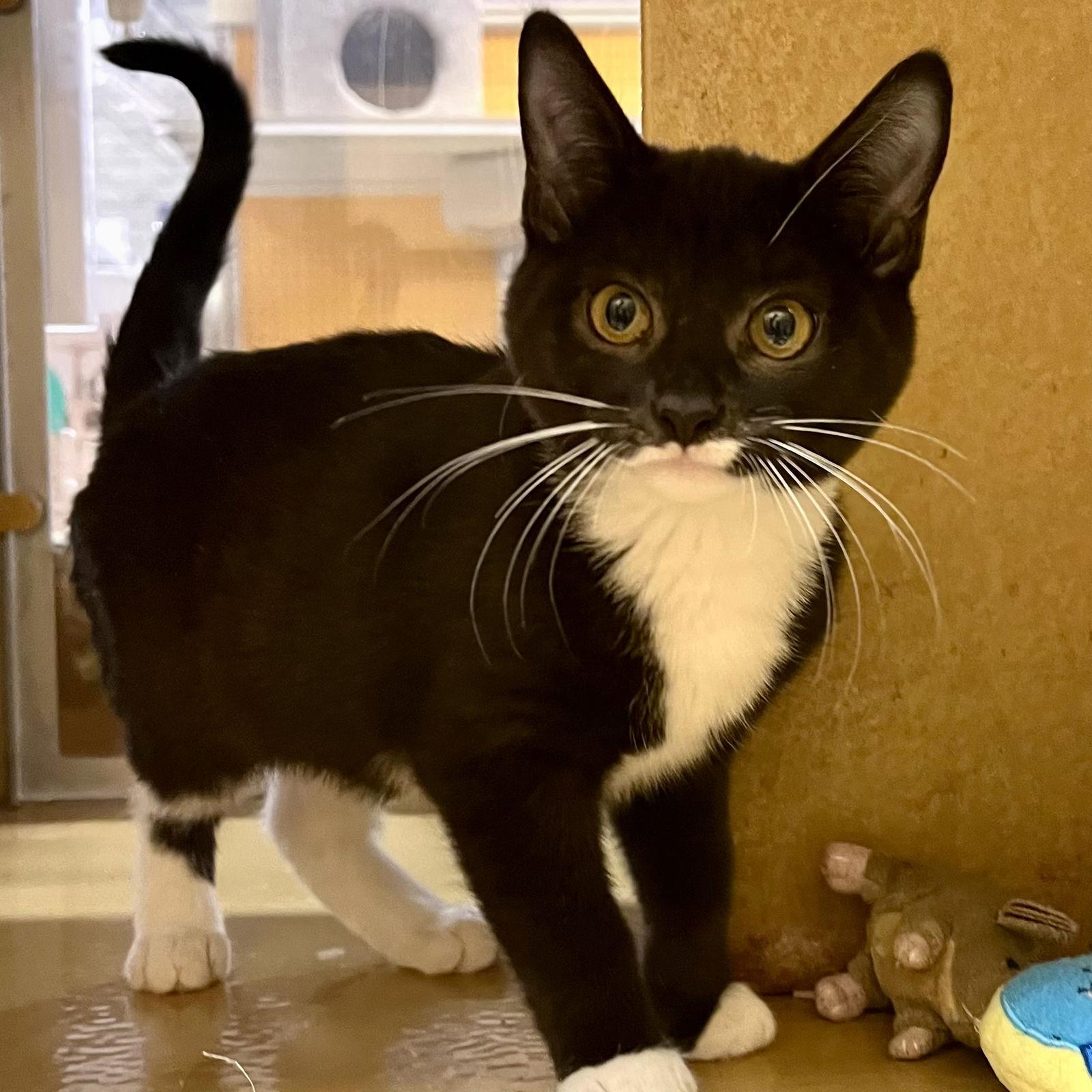 Six and Seven, Adopted, Kitten Female Domestic Short Hair & Tuxedo.