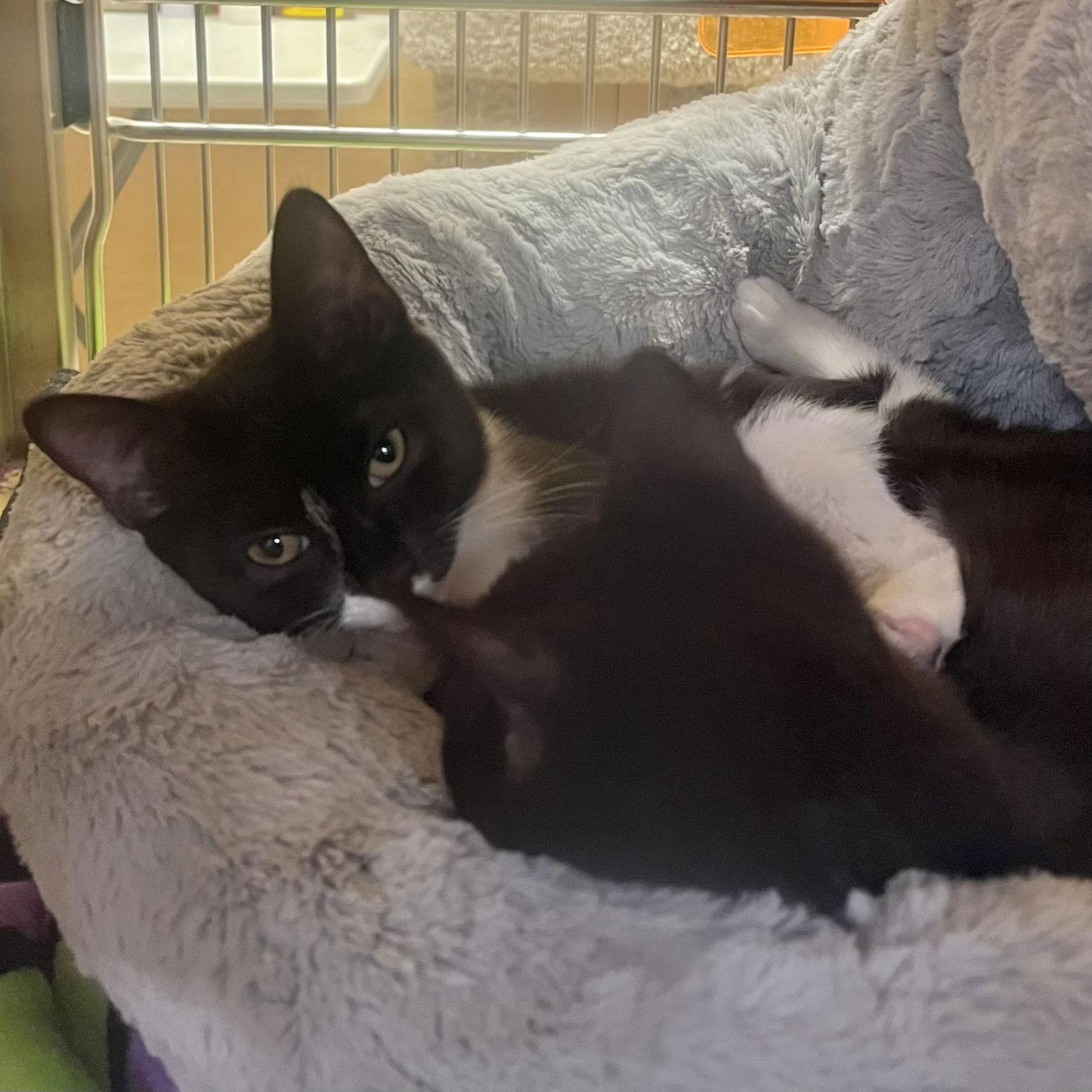 Enlarge Six and Seven, a Adopted mixed breed in Winchendon, MA image 2/3