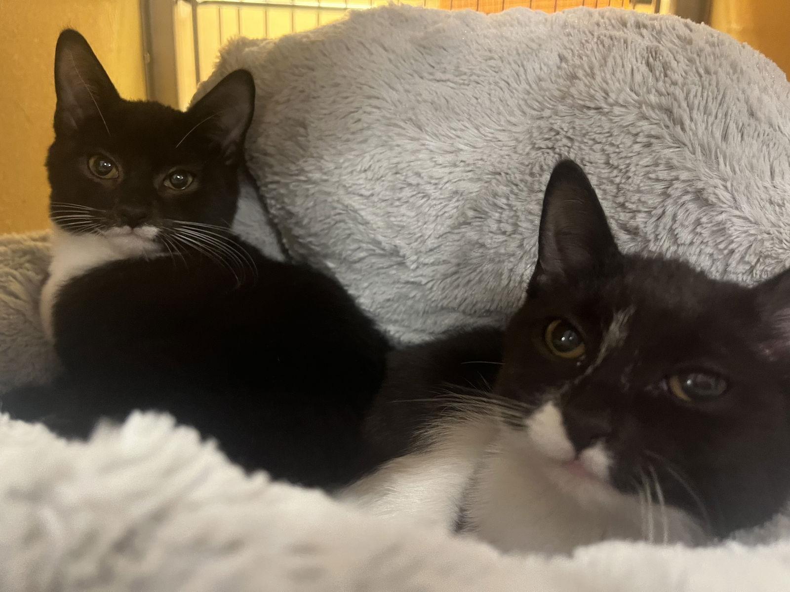 Enlarge Six and Seven, a Adopted mixed breed in Winchendon, MA image 3/3