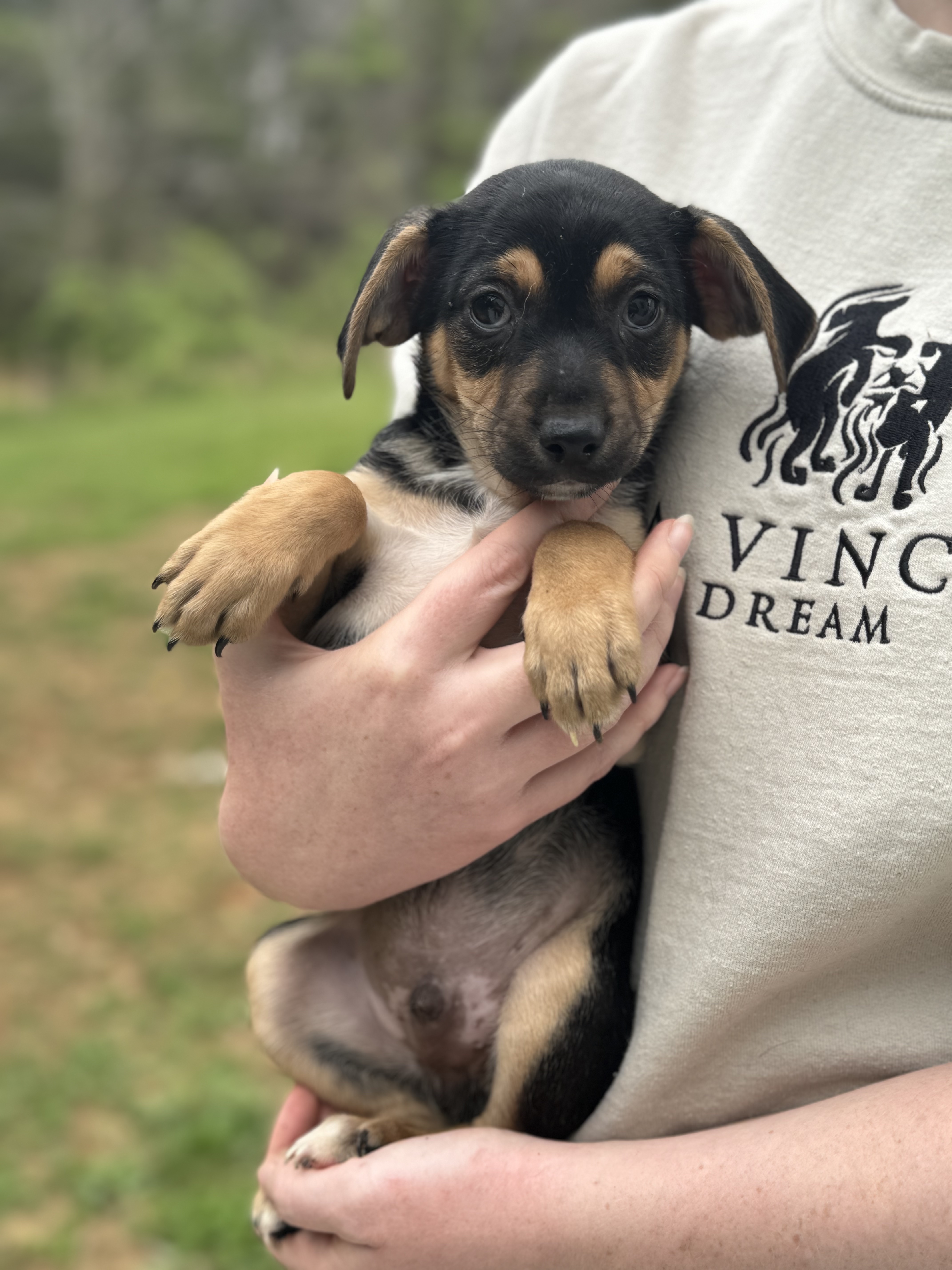Dog for adoption - Grant, a Rat Terrier &amp; Miniature Pinscher Mix 