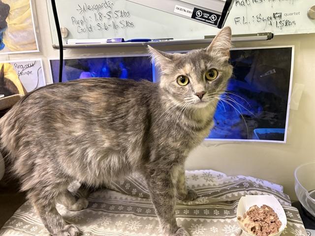 Enlarge INDIGO, a Adoptable Domestic Short Hair in Pueblo, CO image 1/1