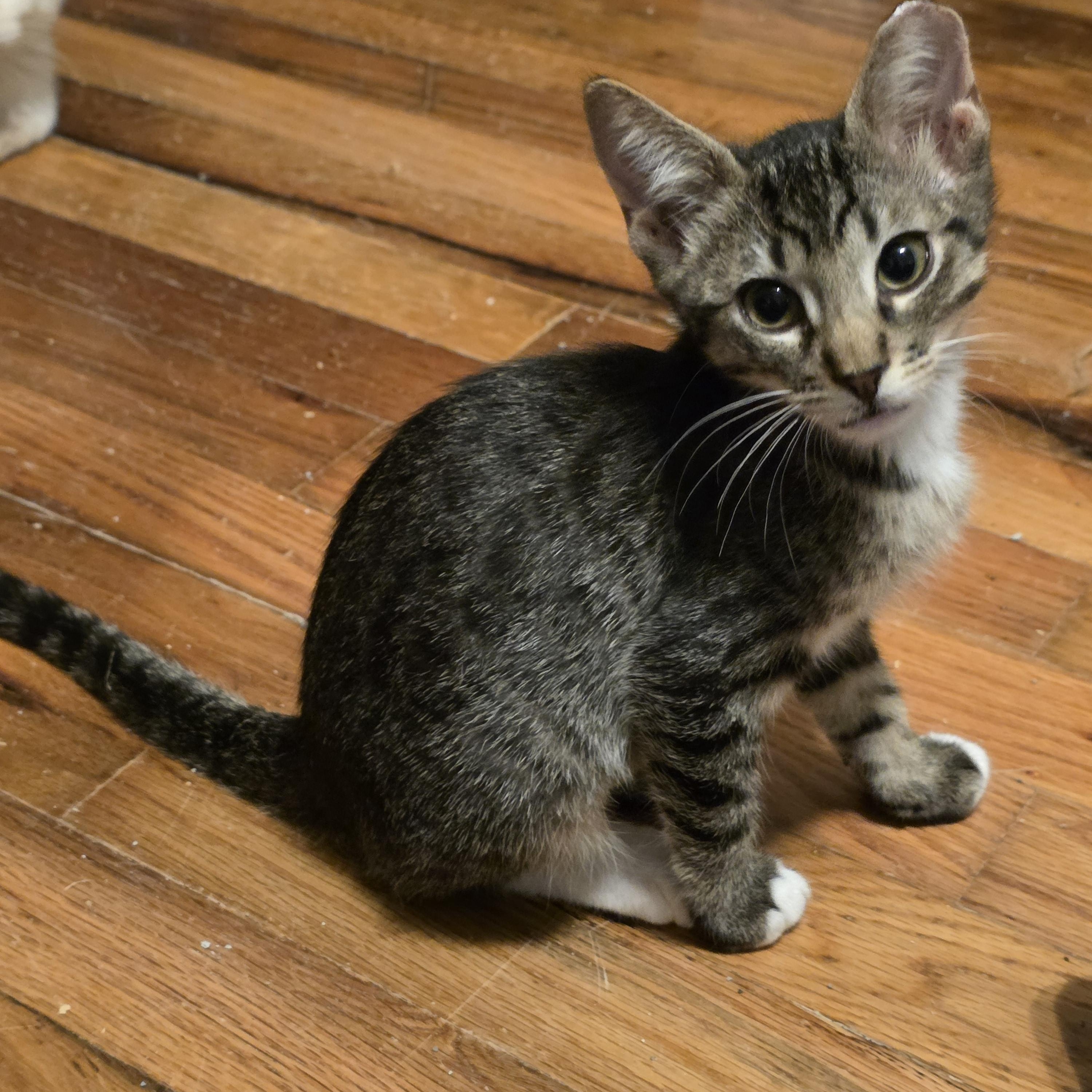 Dave, Adoptable, Young Male Domestic Short Hair.