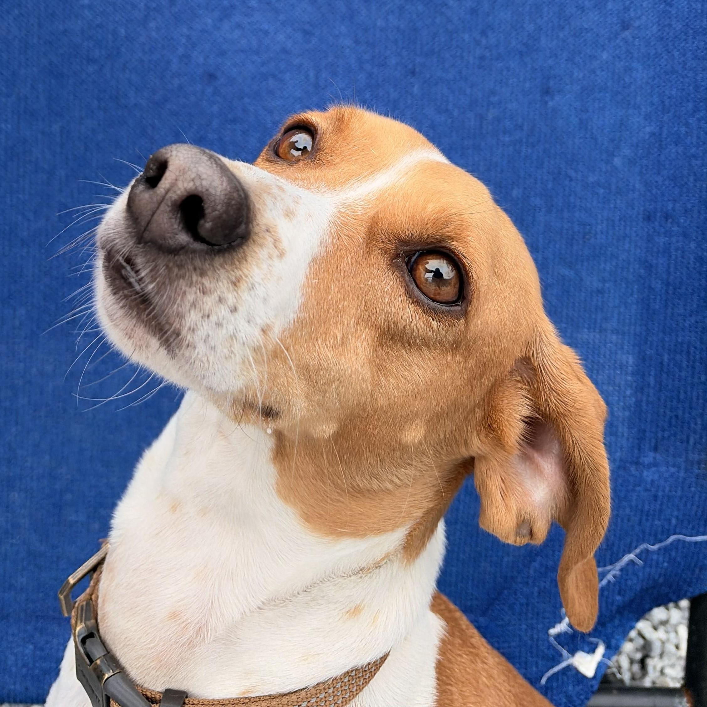 Darla, ADOPTABLE, Young Female Hound & Beagle.