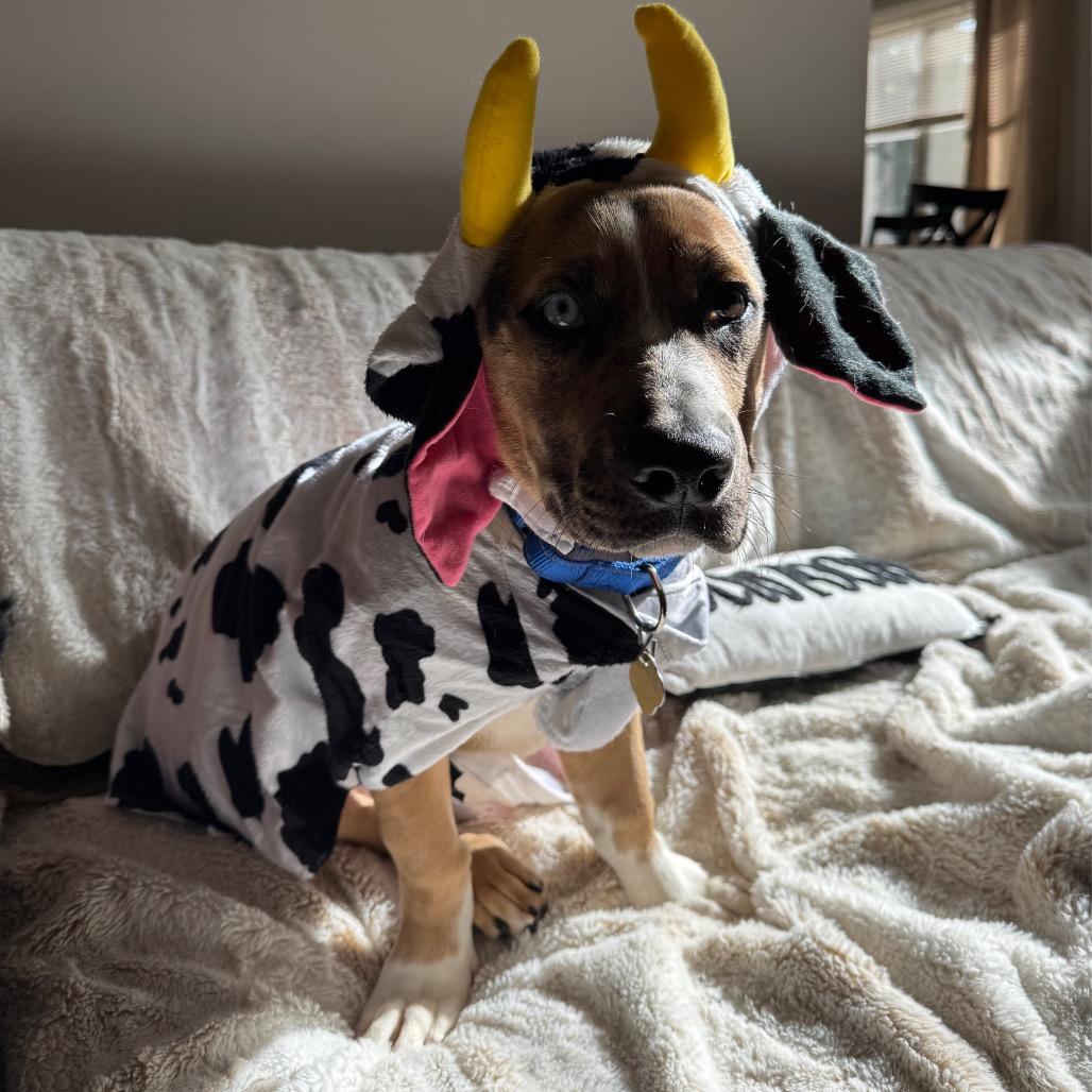 Enlarge CT Archer, a Adoptable mixed breed in Eastford, CT image 1/6