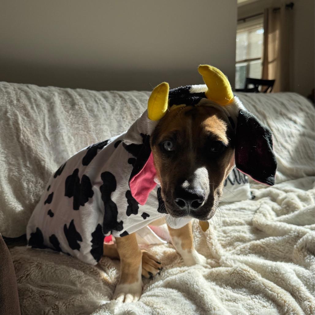 Enlarge CT Archer, a Adoptable mixed breed in Eastford, CT image 2/6