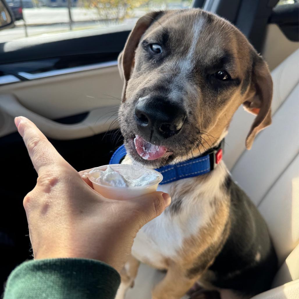 Enlarge CT Archer, a Adoptable mixed breed in Eastford, CT image 3/6