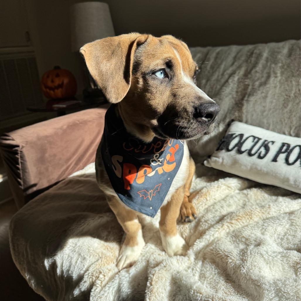 Enlarge CT Archer, a Adoptable mixed breed in Eastford, CT image 4/6