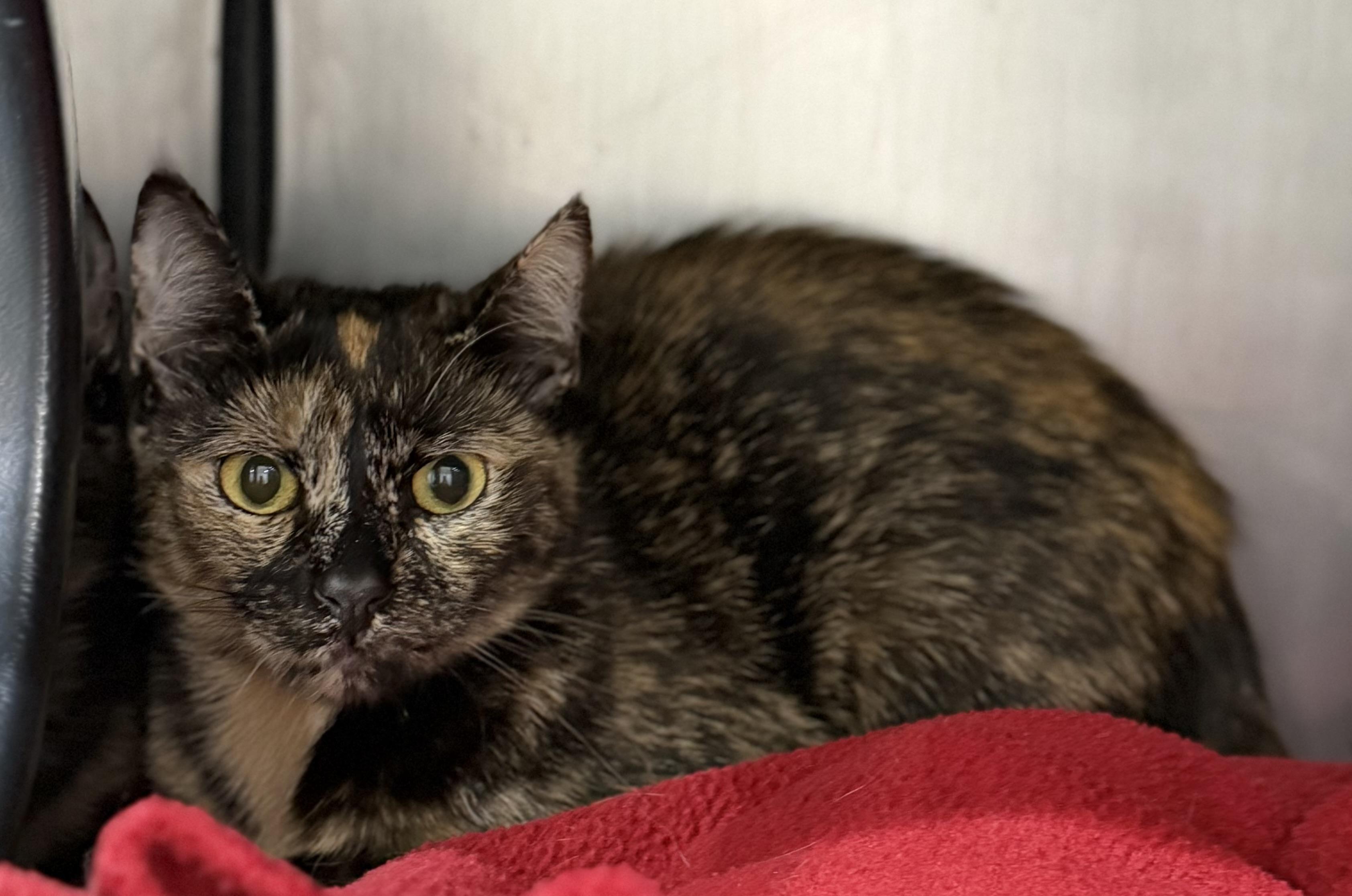 Cooter, adopted, Adult Female Domestic Short Hair.