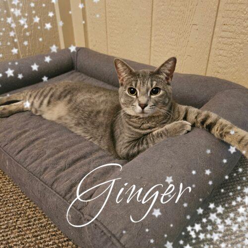 Ginger, Adoptable, Kitten Female Tabby & Domestic Short Hair.