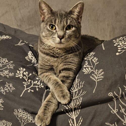 Enlarge Ginger, a Adoptable mixed breed in Gilbert, AZ image 2/2