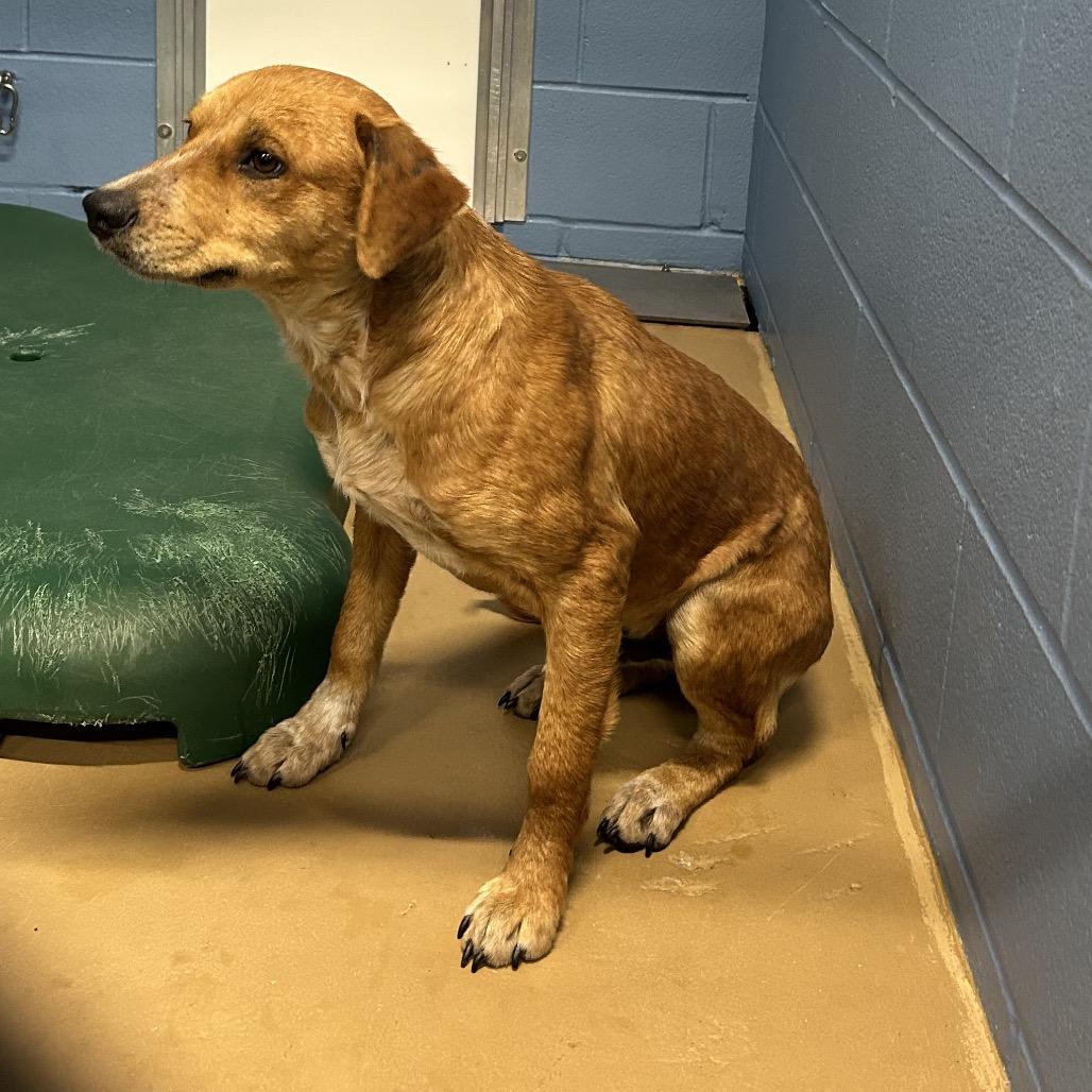 Zapp, Adoptable, Young Male Terrier.