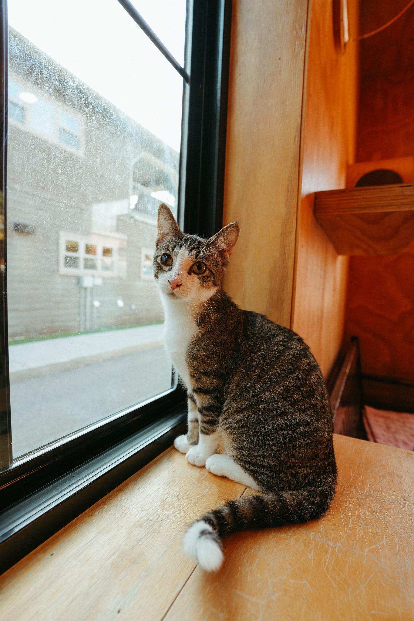 Travis, Adoptable, Young Male Domestic Short Hair.