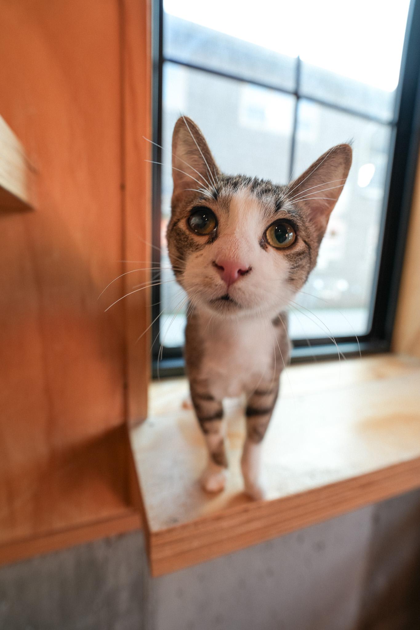 Enlarge Travis, a Adoptable Domestic Short Hair in Jackson, WY image 3/3