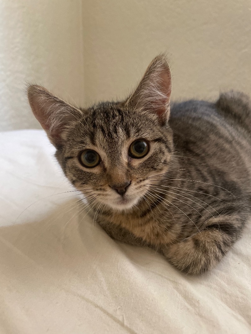 Sirena, Adopted, Kitten Female Domestic Short Hair.