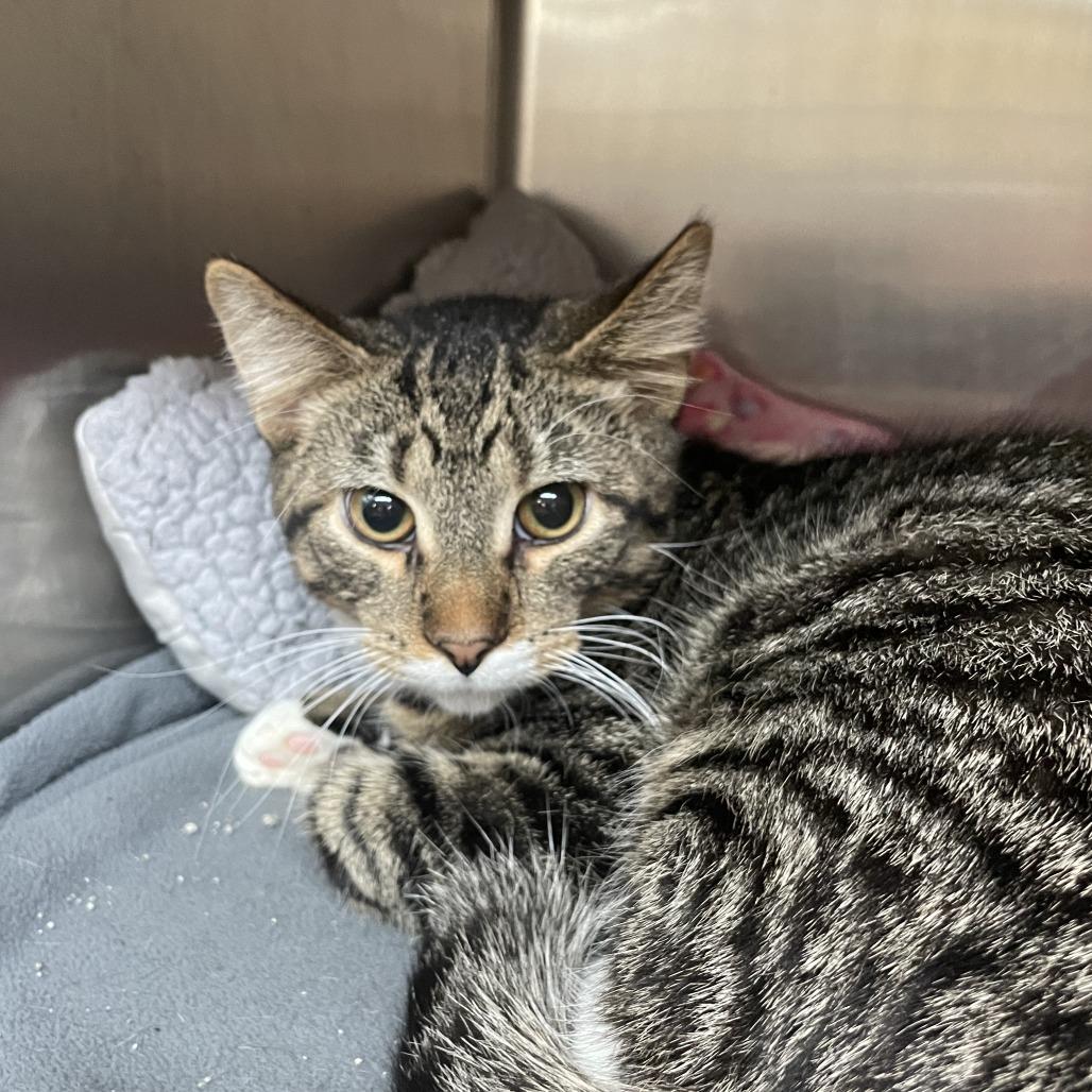 Odyssey, Adoptable, Adult Male Domestic Short Hair.
