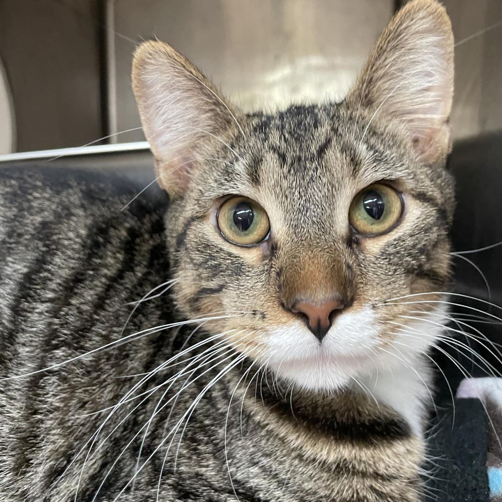 Enlarge Odyssey, a Adoptable Domestic Short Hair in Madison, WI image 2/4