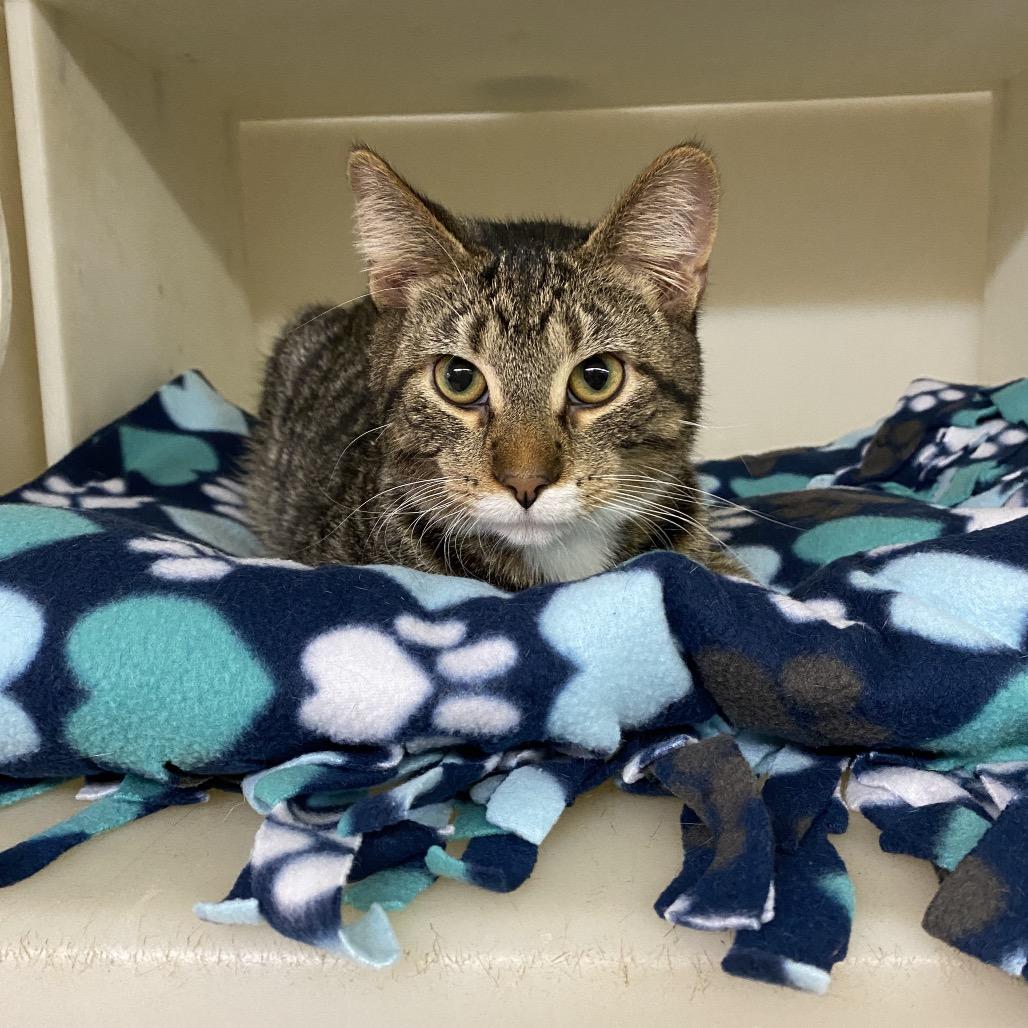 Enlarge Odyssey, a Adoptable Domestic Short Hair in Madison, WI image 3/4