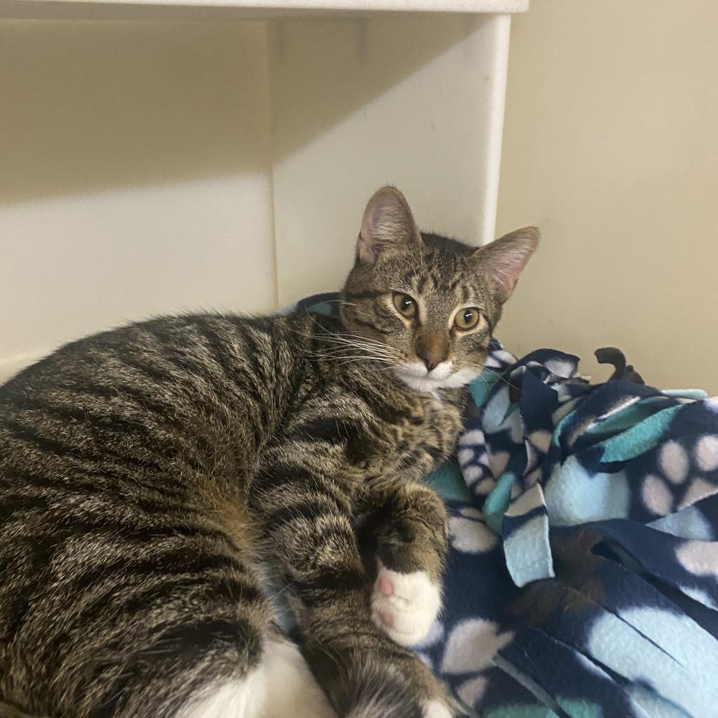 Enlarge Odyssey, a Adoptable Domestic Short Hair in Madison, WI image 4/4