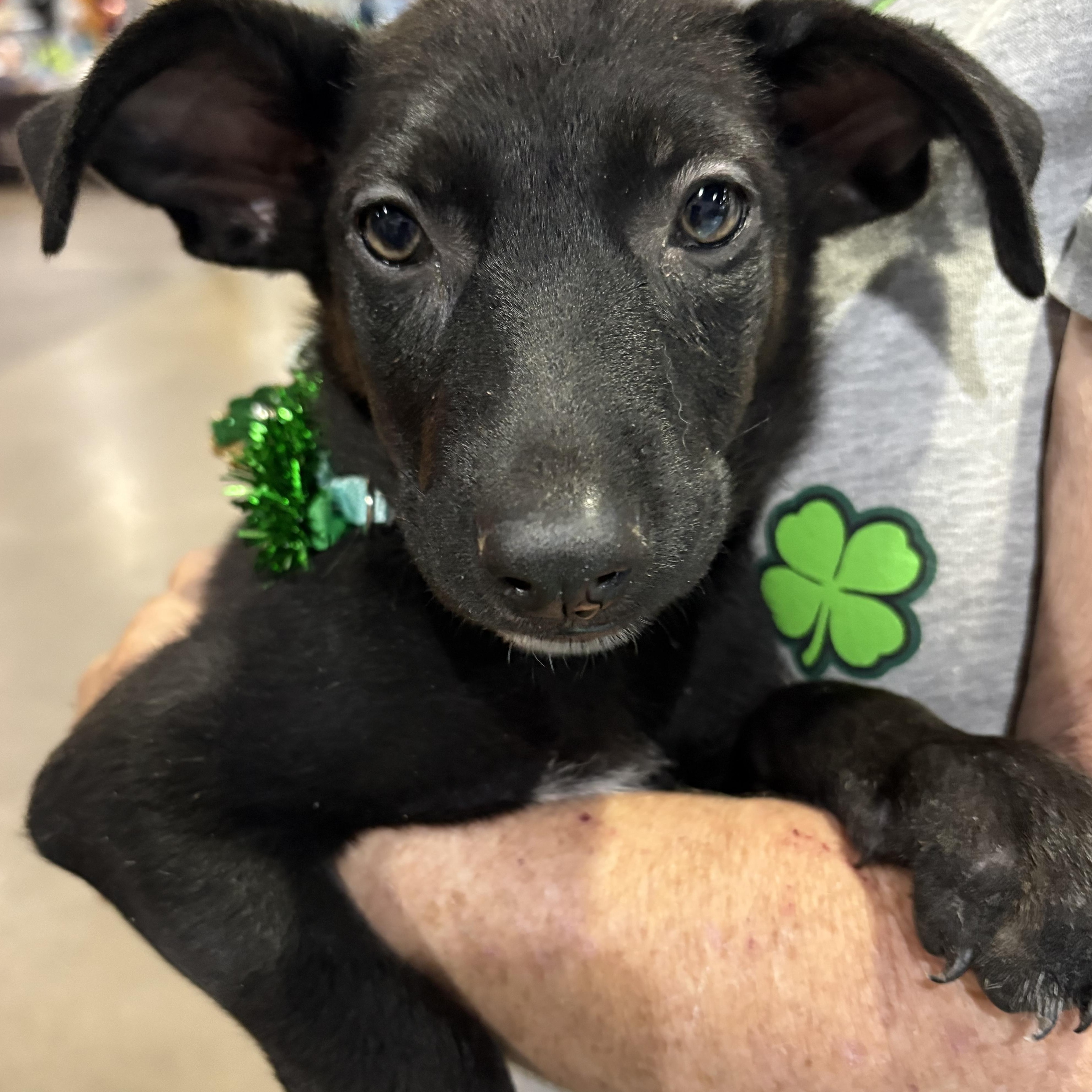 Asia — thumbnail 6