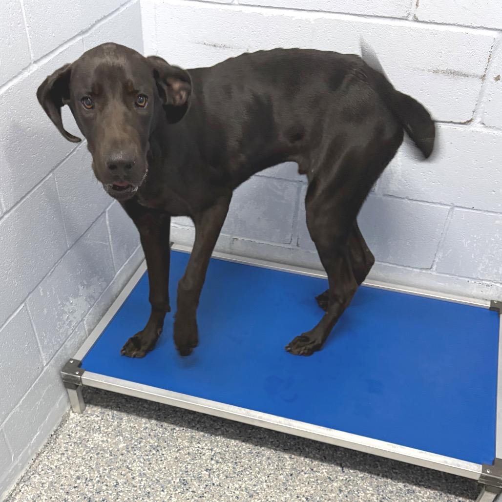 Scooby Dooby Doo, Adoptable, Young Male Great Dane & Mixed Breed.