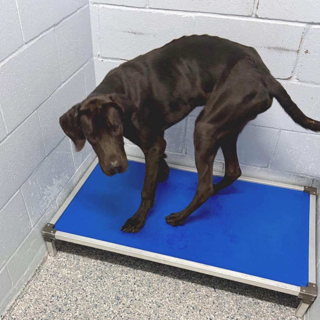 Enlarge Scooby Dooby Doo, a Adoptable mixed breed in Livingston, TX image 2/4