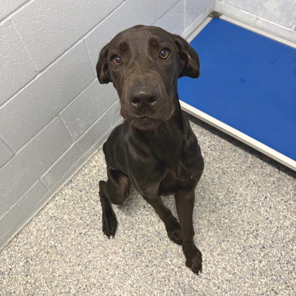 Enlarge Scooby Dooby Doo, a Adoptable mixed breed in Livingston, TX image 3/4