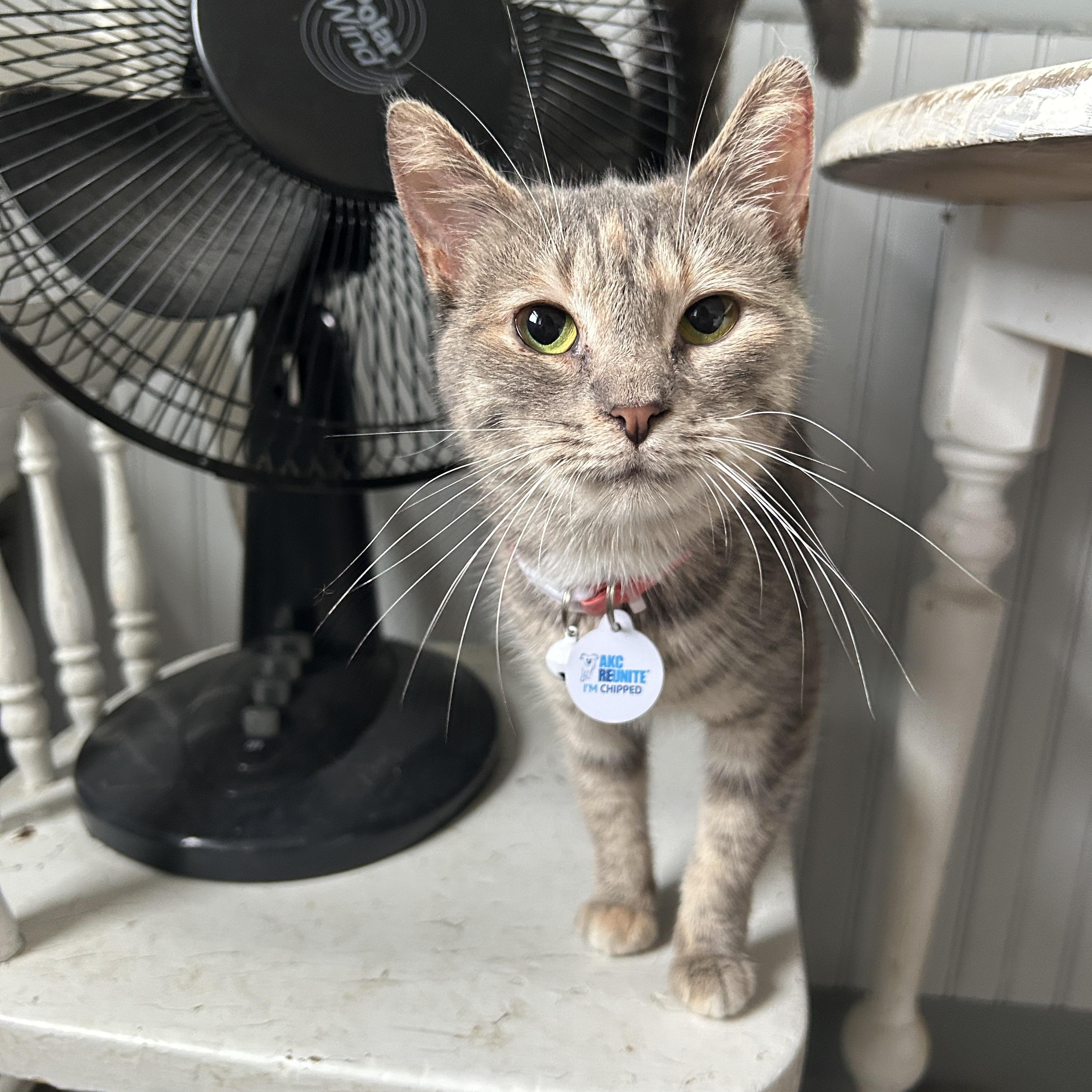 Enlarge SMUCKERS, a Adoptable Domestic Short Hair in Grand Rapids, MI image 3/6