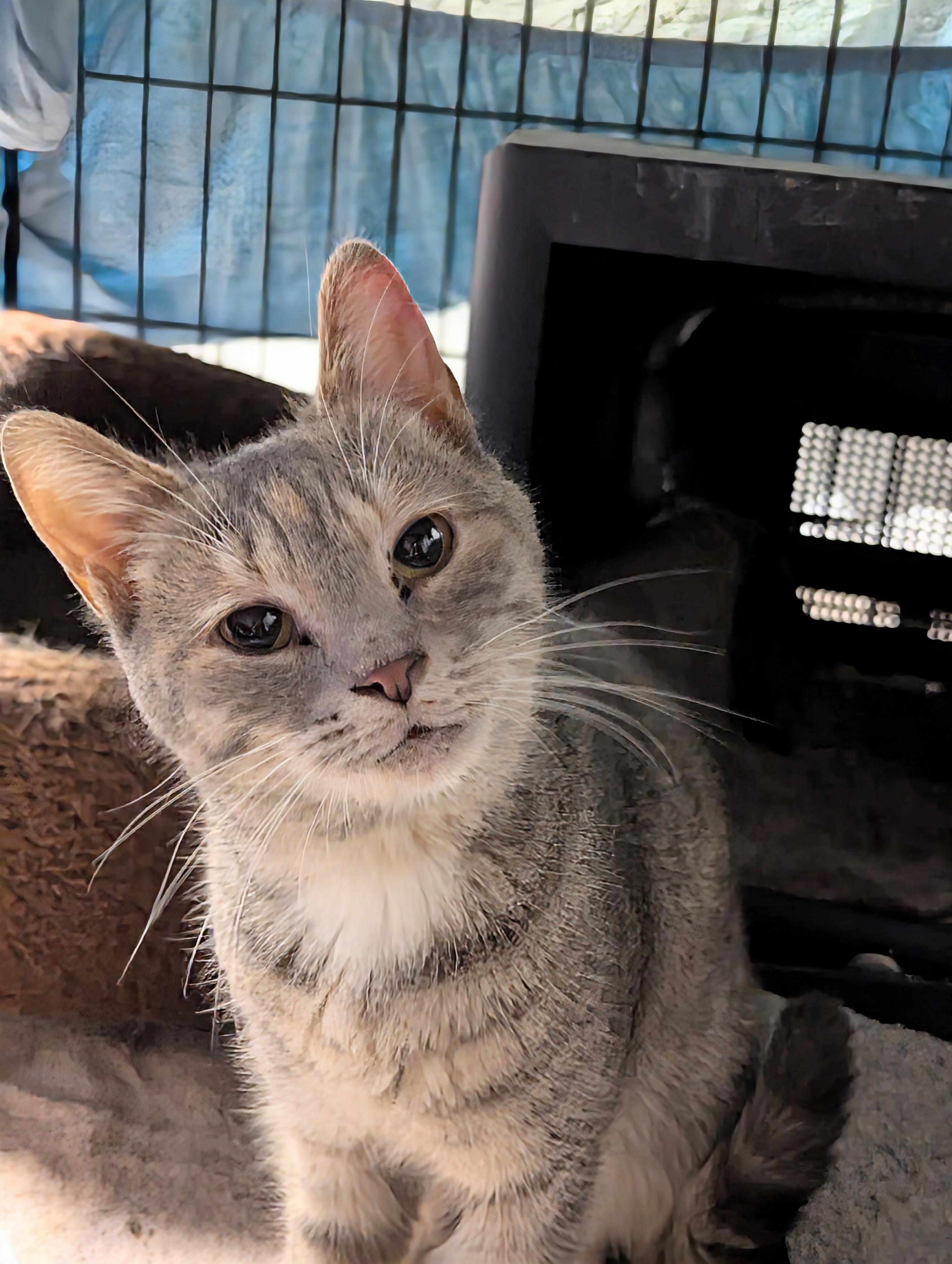 Enlarge SMUCKERS, a Adoptable Domestic Short Hair in Grand Rapids, MI image 4/6