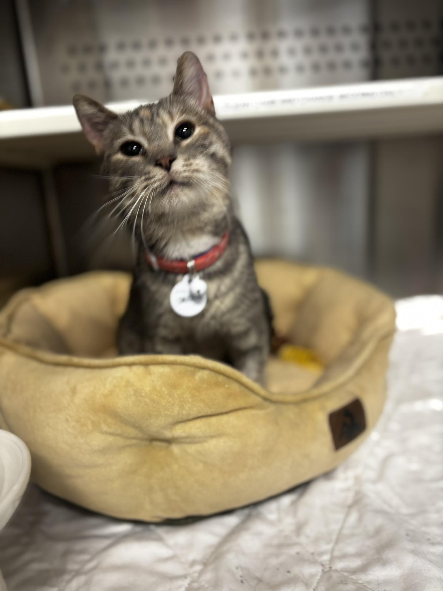 Enlarge SMUCKERS, a Adoptable Domestic Short Hair in Grand Rapids, MI image 6/6