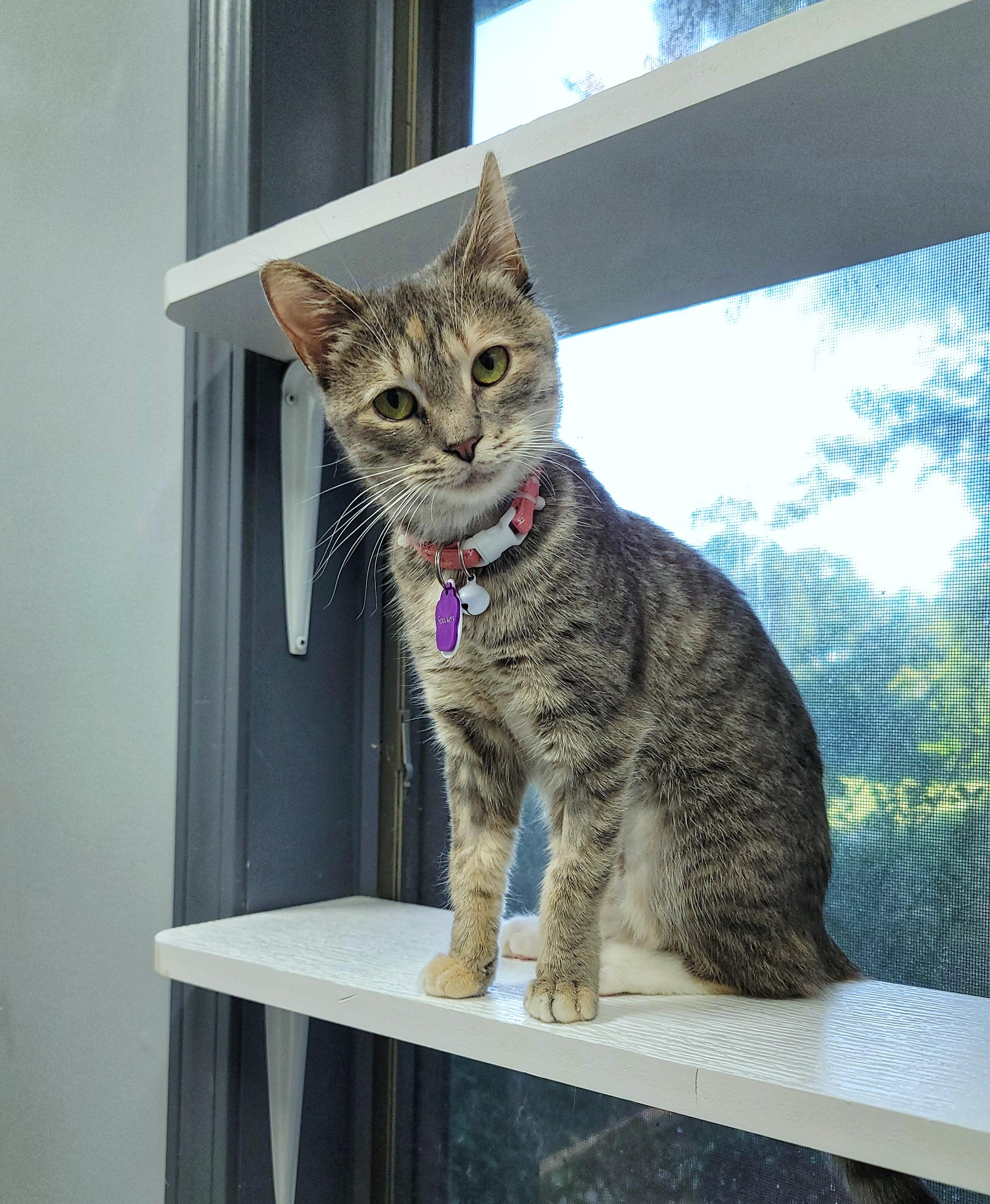 SMUCKERS, Adoptable, Young Female Domestic Short Hair.