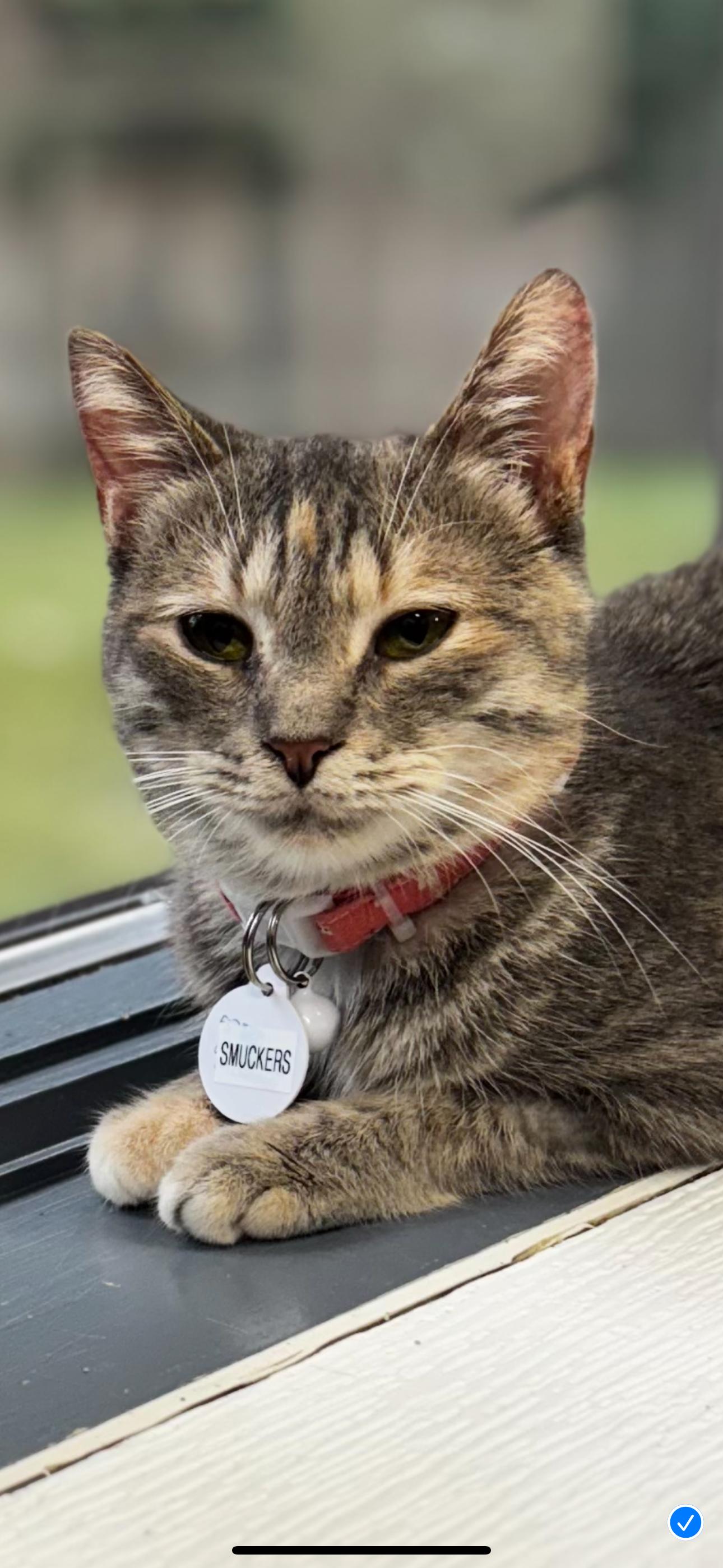 Enlarge SMUCKERS, a Adoptable Domestic Short Hair in Grand Rapids, MI image 2/6