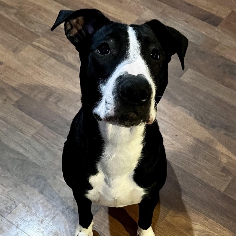 Senior Poopus, Adoptable, Young Male Mixed Breed.